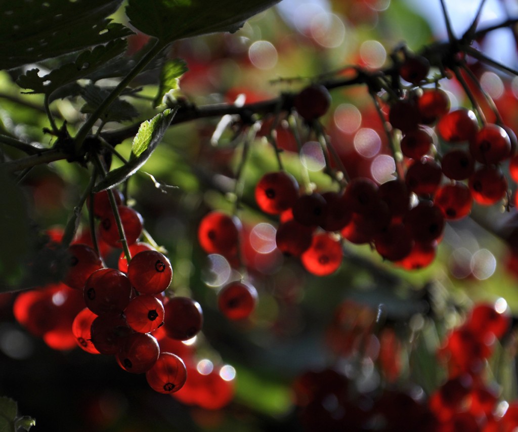 Antioxidantes: propiedades y beneficios para la salud