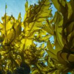 Algas Marinas: Tesoros del Océano en la Nutrición Humana y la Sostenibilidad Ambiental